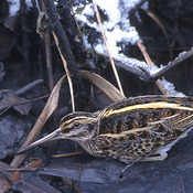 Jack Snipe